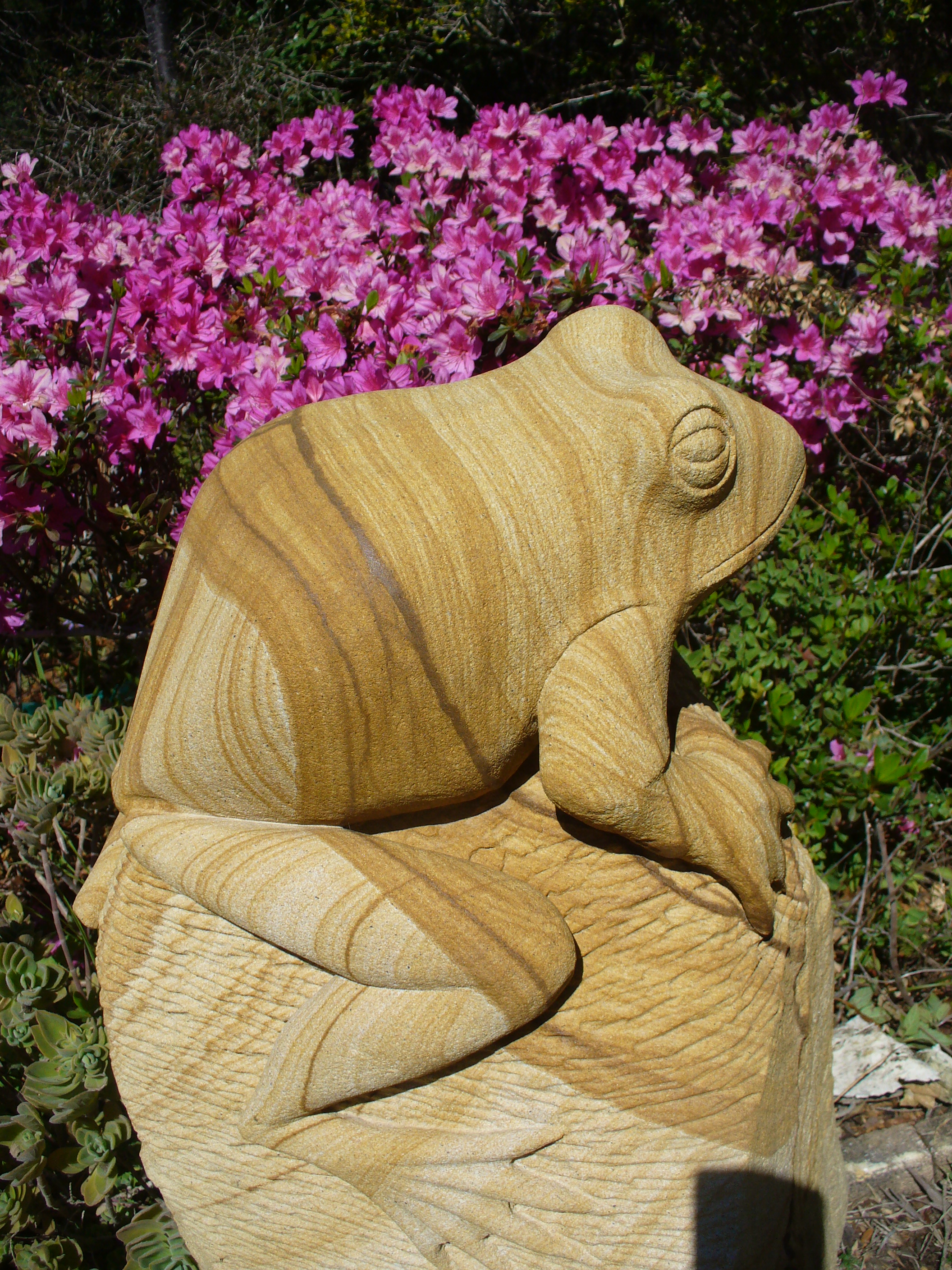 Frog 7